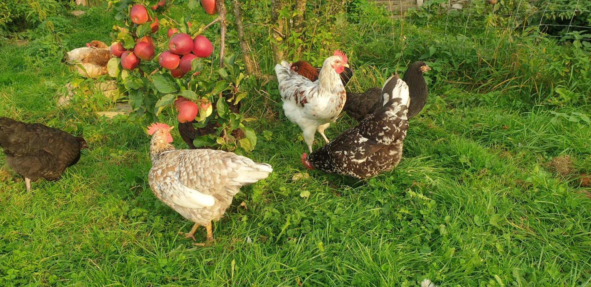 Der Kleine Fuchshof Mit Hund, Pferd Und Huhn Apartment Rathlau Exterior photo